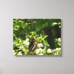 California Sister Butterfly in Yosemite Canvas Print