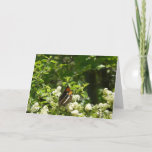 California Sister Butterfly in Yosemite Card