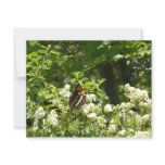 California Sister Butterfly in Yosemite Card