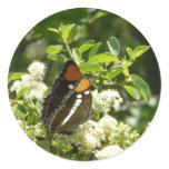 California Sister Butterfly in Yosemite Classic Round Sticker