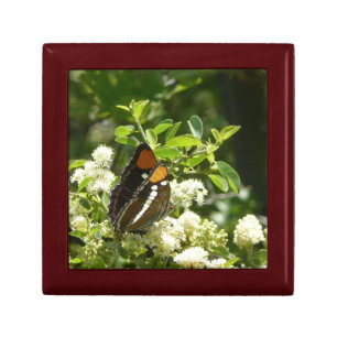 California Sister Butterfly in Yosemite Gift Box