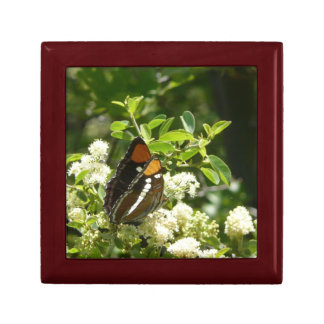 California Sister Butterfly in Yosemite Gift Box