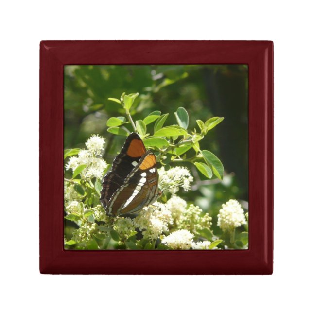 California Sister Butterfly in Yosemite Gift Box (Front)