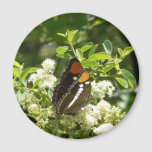 California Sister Butterfly in Yosemite Magnet