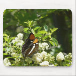 California Sister Butterfly in Yosemite Mouse Pad