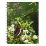 California Sister Butterfly in Yosemite Notebook