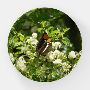 California Sister Butterfly in Yosemite Paperweight