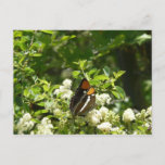 California Sister Butterfly in Yosemite Postcard