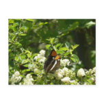 California Sister Butterfly in Yosemite Postcard