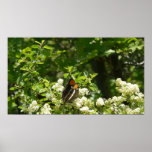 California Sister Butterfly in Yosemite Poster