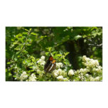 California Sister Butterfly in Yosemite Poster