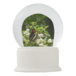 California Sister Butterfly in Yosemite Snow Globe