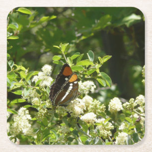 California Sister Butterfly in Yosemite Square Paper Coaster