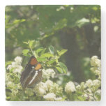 California Sister Butterfly in Yosemite Stone Coaster