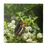 California Sister Butterfly in Yosemite Tile