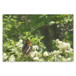 California Sister Butterfly in Yosemite Tissue Paper