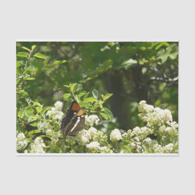 California Sister Butterfly in Yosemite Tissue Paper (Front)