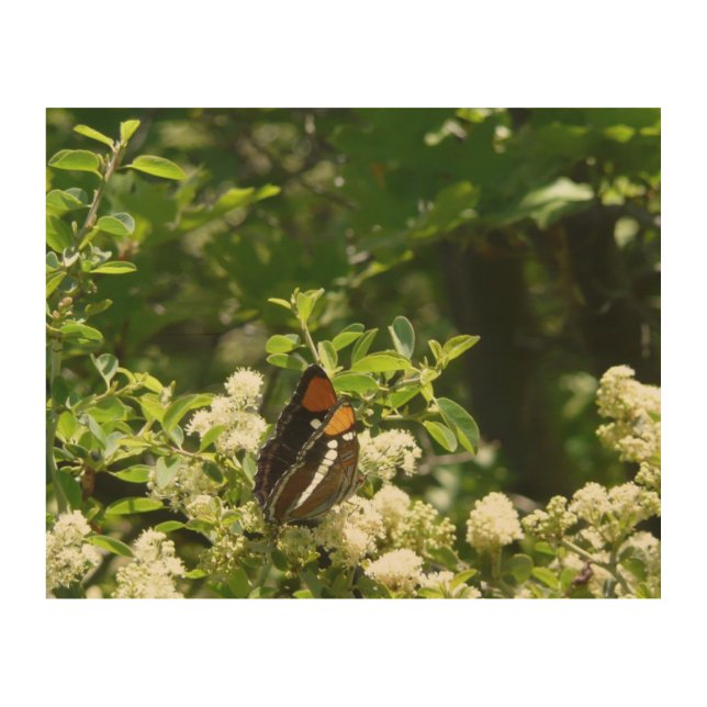California Sister Butterfly in Yosemite Wood Wall Art (Front)