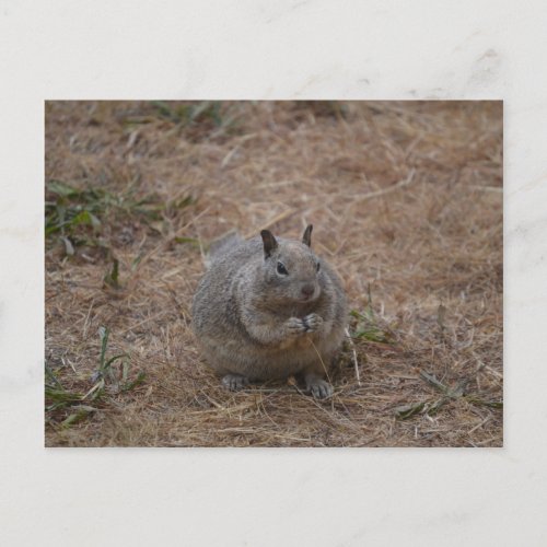 California Spotted Ground Squirrel Postcard