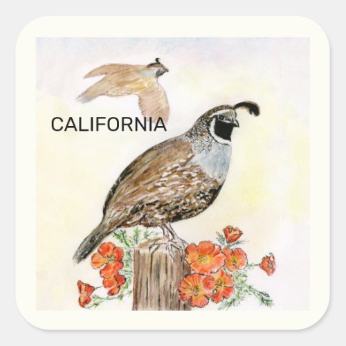 California state bird and flower square sticker