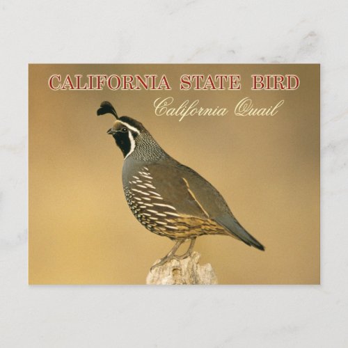 California State Bird _ California Quail Postcard