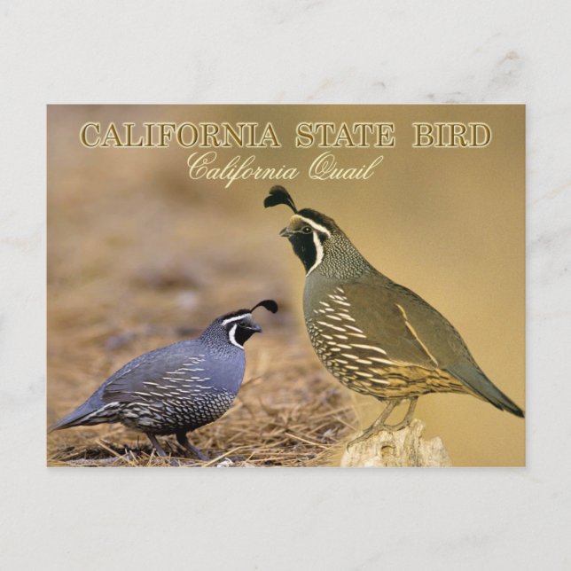 California State Bird - California Quail Postcard (Front)