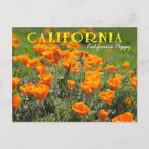 California State Flower California Poppy Postcard
