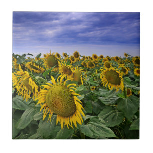 California Sunflower Fields Ceramic Tile