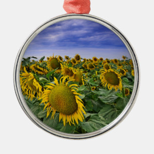 California Sunflower Fields Metal Ornament