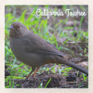 California Towhee Glass Coaster