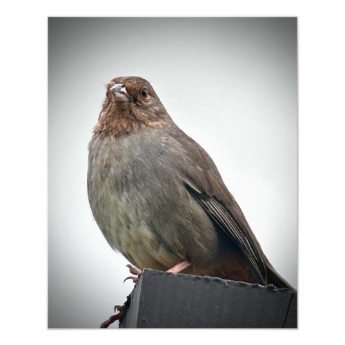 California Towhee Photo Print