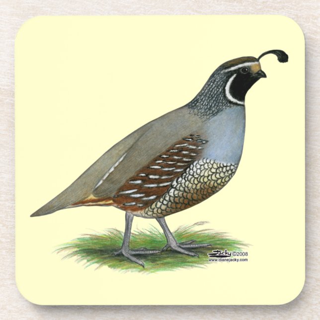California Valley Quail Beverage Coaster (Front)