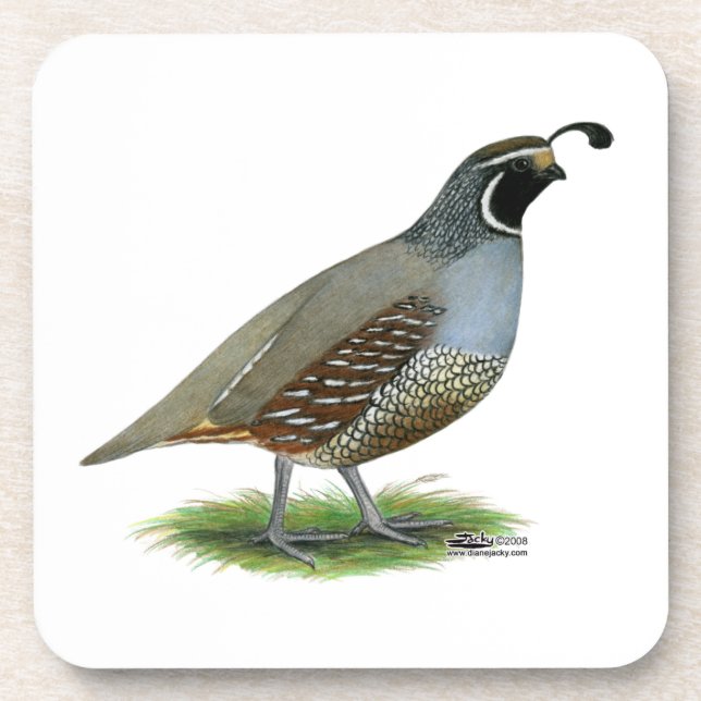 California Valley Quail Beverage Coaster (Front)