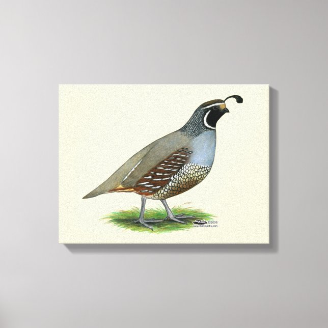 California Valley Quail Canvas Print (Front)