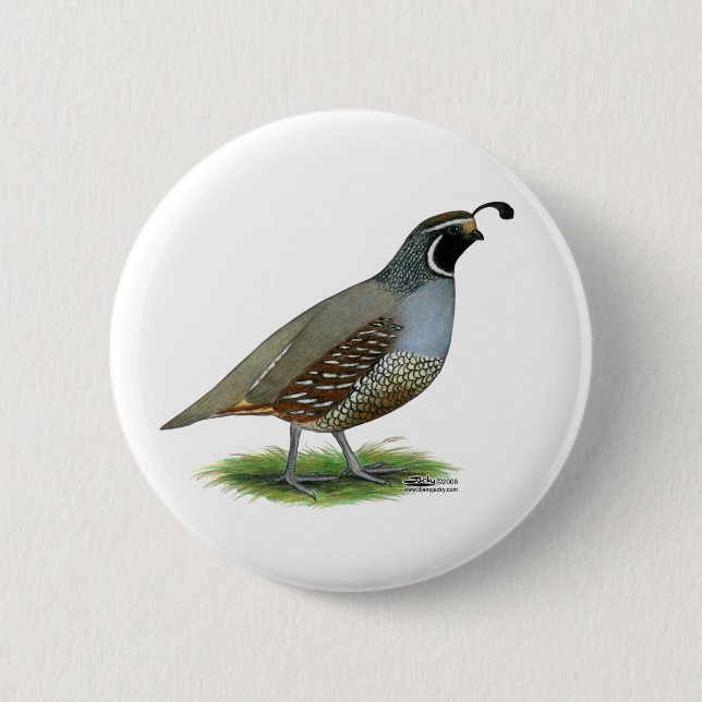 California Valley Quail Pinback Button (Front)