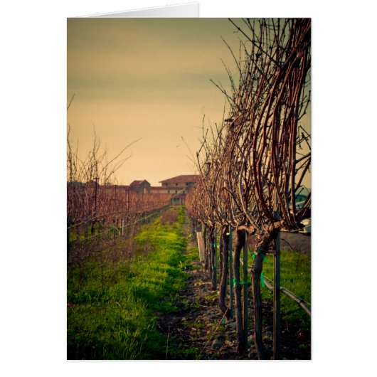 California Vineyards (Front)