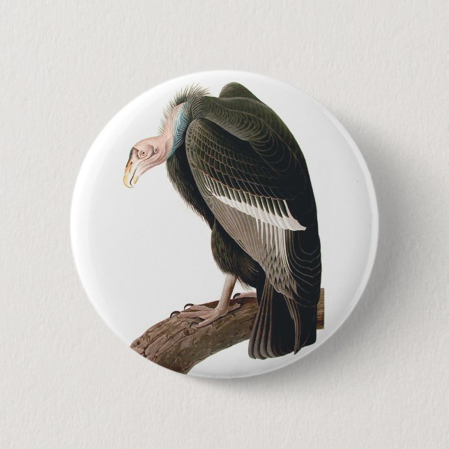 California Vulture (Condor), Audubon Fine Art Button (Front)