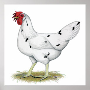 California White Hen Poster