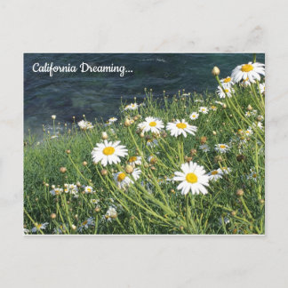 California Wildflowers, La Jolla Cove Postcard