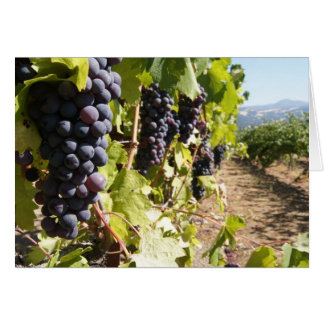 California Wine Country Cards