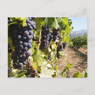 California Wine Country Postcard