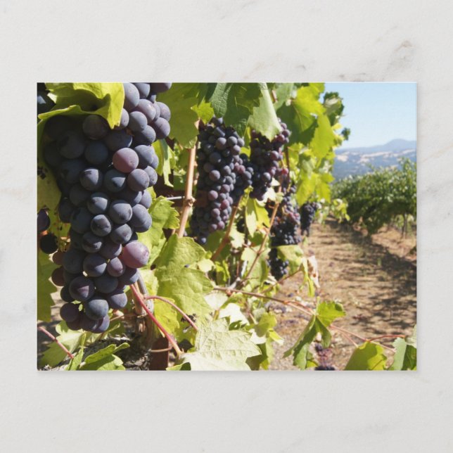 California Wine Country Postcard (Front)