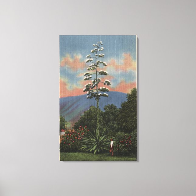 CaliforniaCentury Plant in Bloom Canvas Print (Front)