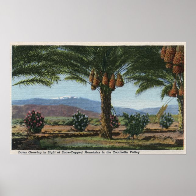 CaliforniaDates Growing in the Coachella Poster (Front)