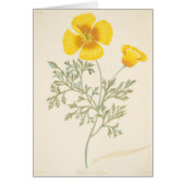 Californian Eschscholtzia (Front)