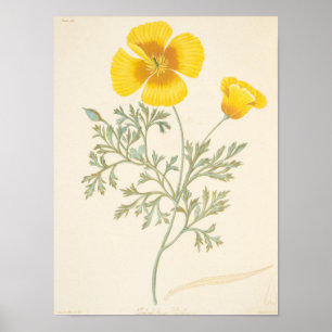 Californian Eschscholtzia Poster