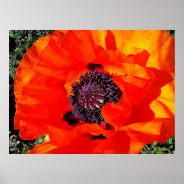 Californian Poppy Poster (Front)