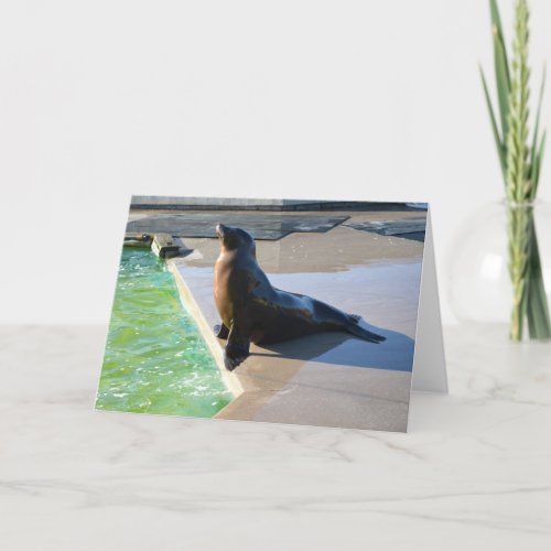 Californian sea lion holiday card