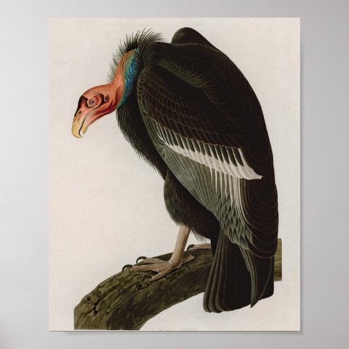 Californian Vulture Birds of America Audubon Print