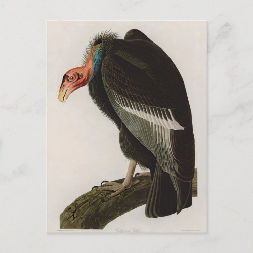 Californian Vulture Birds of America Audubon Print Holiday Postcard